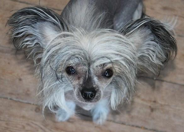 Chinese crested hårløs } Chelsy - 31. Marts, 2012. billede 6