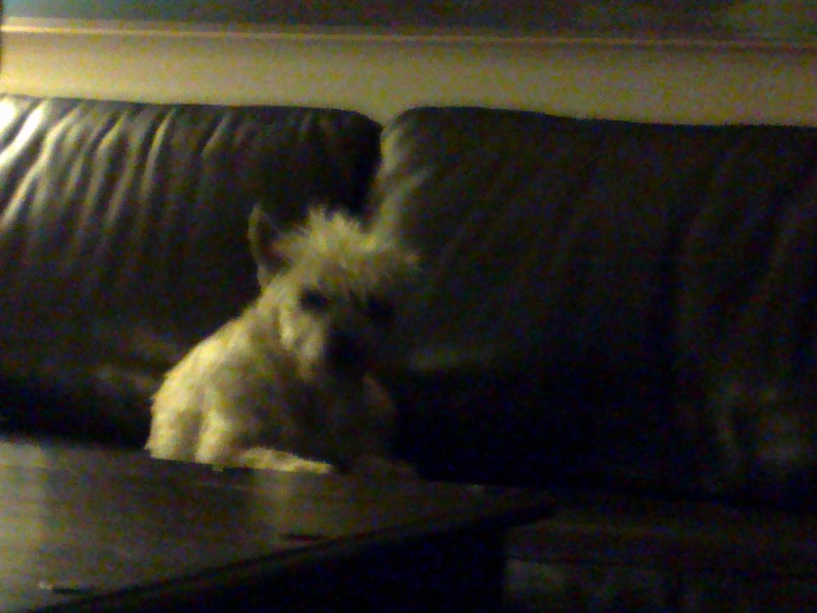 Cairn terrier Donna - Godnat og sov godt :P billede 8