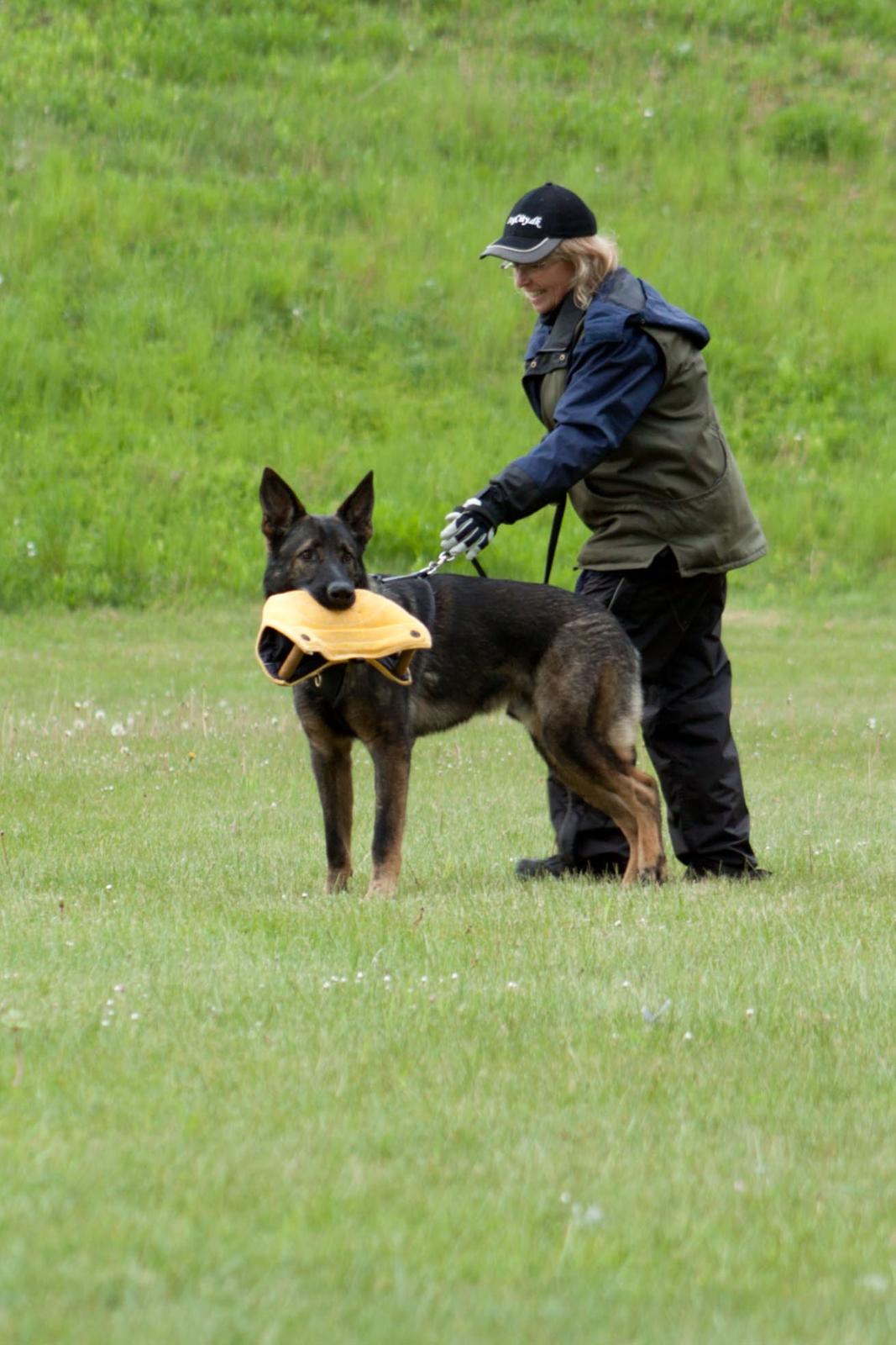 Schæferhund Smedebakkens Falco billede 1