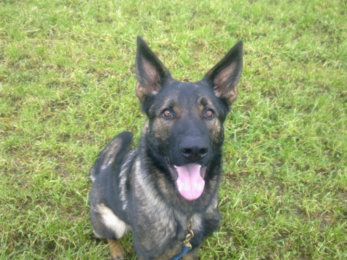 Schæferhund Smedebakkens Falco billede 2