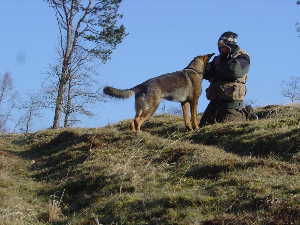 Schæferhund Smedebakkens Falco billede 3