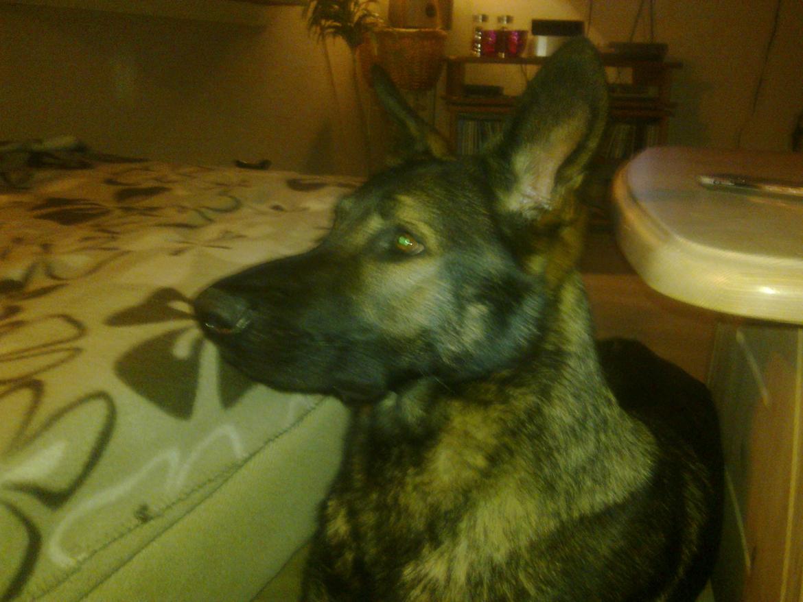 Schæferhund Smedebakkens Falco billede 4