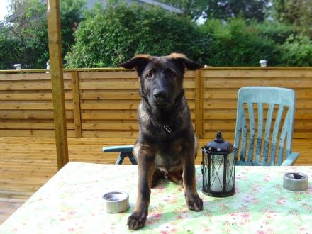 Schæferhund Smedebakkens Falco billede 5