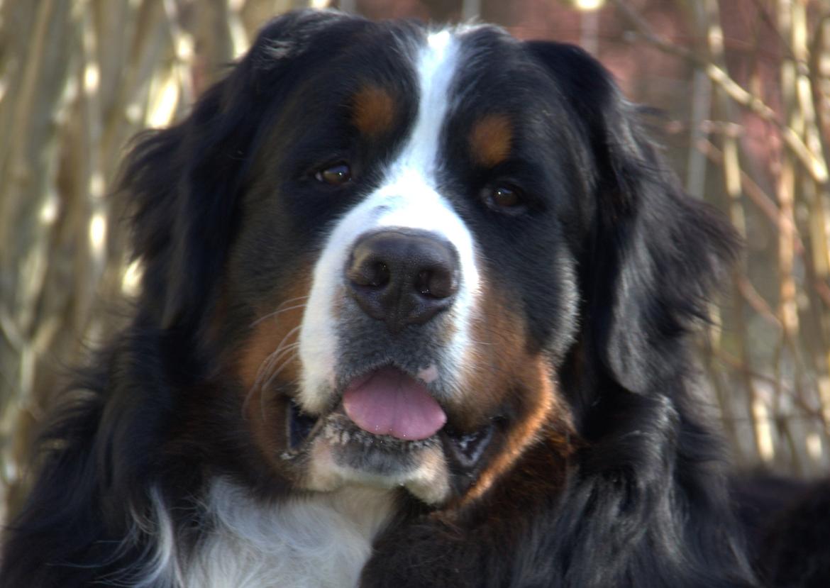 Berner sennenhund Janus - Janus 2 år billede 1