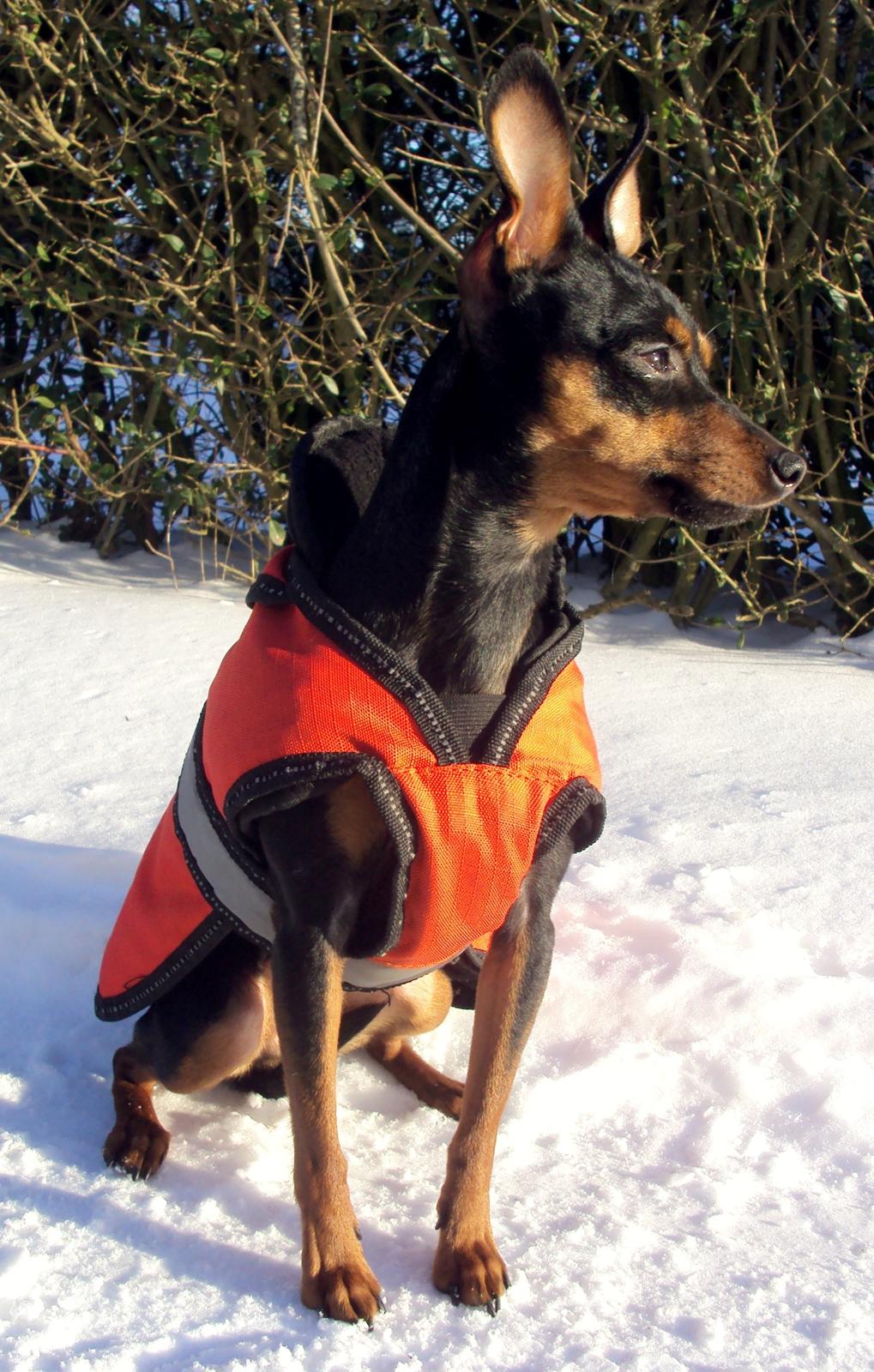 Prazsky krysarik Cleo (Bims) billede 5