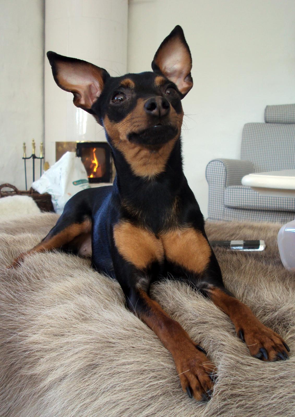 Prazsky krysarik Cleo (Bims) billede 15