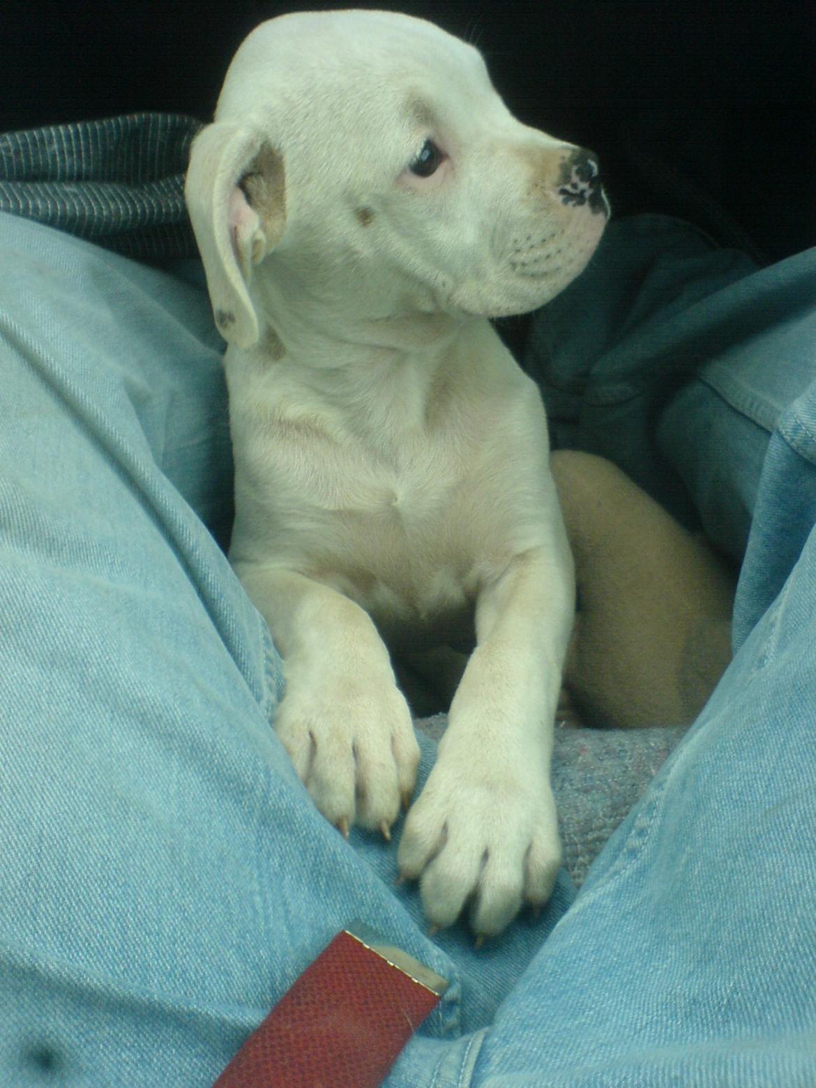 Amerikansk bulldog Kettners Esmeralda"Gaia" 11.03.2007-23.07.2019 billede 6