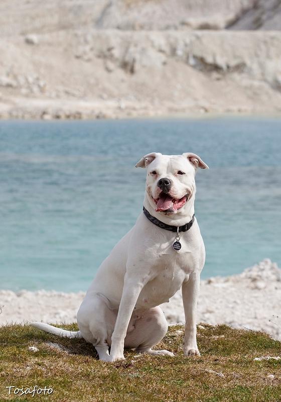 Amerikansk bulldog Kettners Esmeralda"Gaia" 11.03.2007-23.07.2019 billede 15