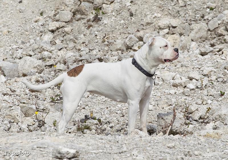 Amerikansk bulldog Kettners Esmeralda"Gaia" 11.03.2007-23.07.2019 billede 18