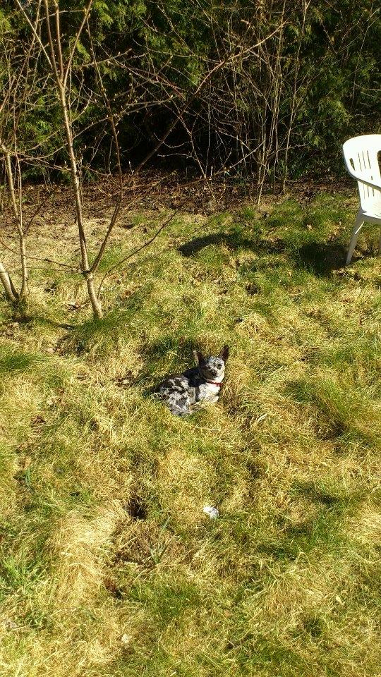 Blanding af racer Dina  (Himmelhund) - Dina nyder solen! billede 8