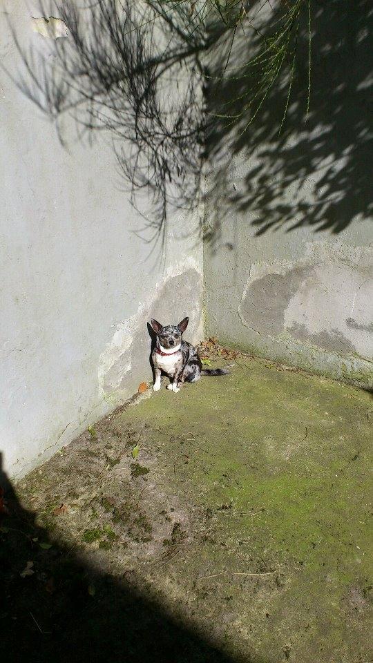 Blanding af racer Dina  (Himmelhund) - <3 billede 9