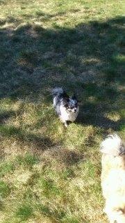 Chihuahua Dandie (Himmelhund) - Dandie er ude på ballade ;) billede 10