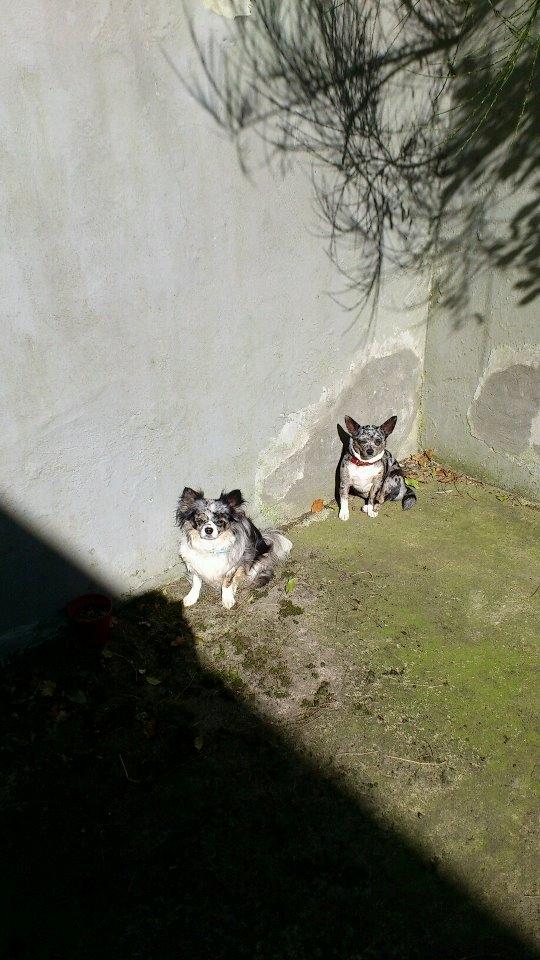 Chihuahua Dandie (Himmelhund) - Slikker sol med Dina <3 billede 11