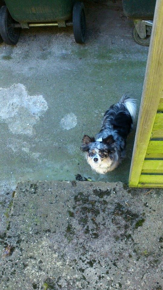 Chihuahua Dandie (Himmelhund) - Dandie manden! billede 12