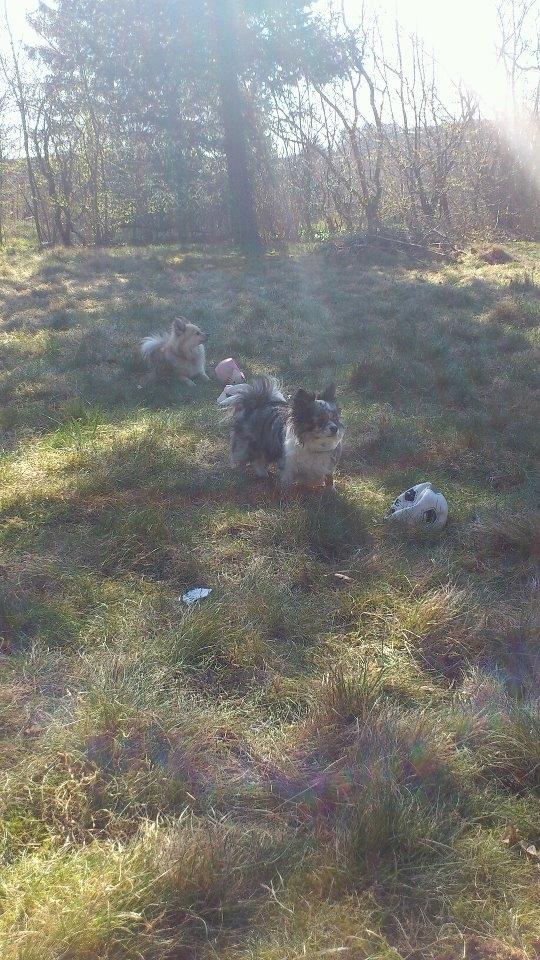 Chihuahua Dandie (Himmelhund) - Dixie og Dandie spiller bold (: billede 13