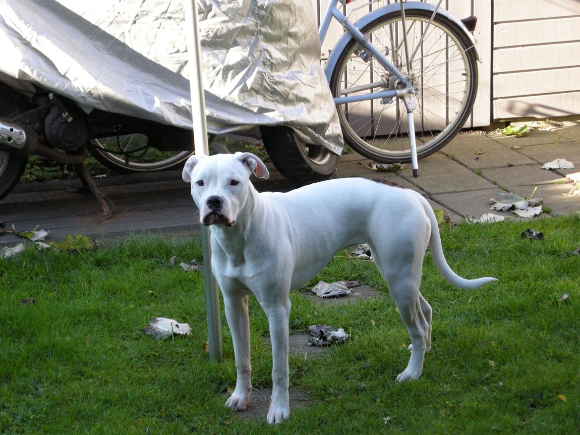Amerikansk bulldog Kettners Esmeralda"Gaia" 11.03.2007-23.07.2019 billede 8