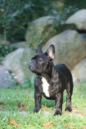Fransk bulldog Extraordinaire Zomiranos billede 1