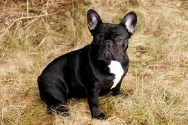 Fransk bulldog Extraordinaire Zomiranos billede 2