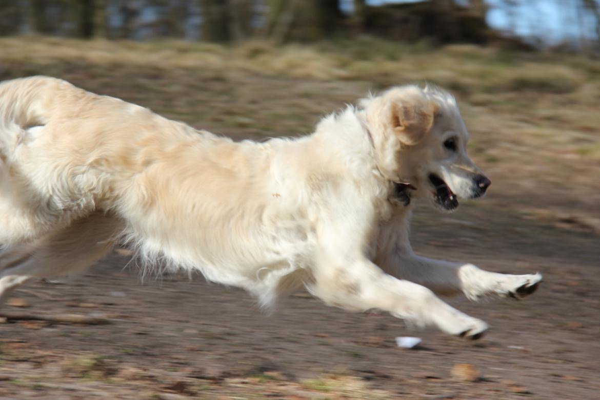 Golden retriever Méllon billede 15