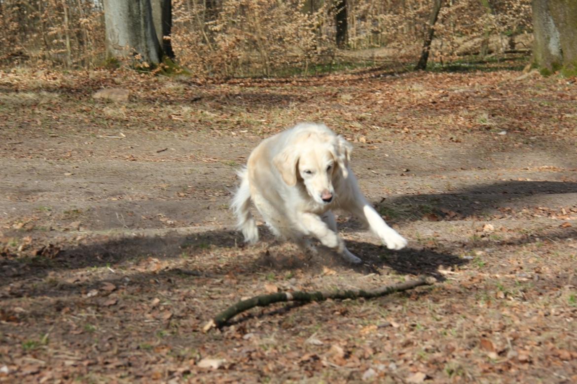 Golden retriever Méllon billede 16