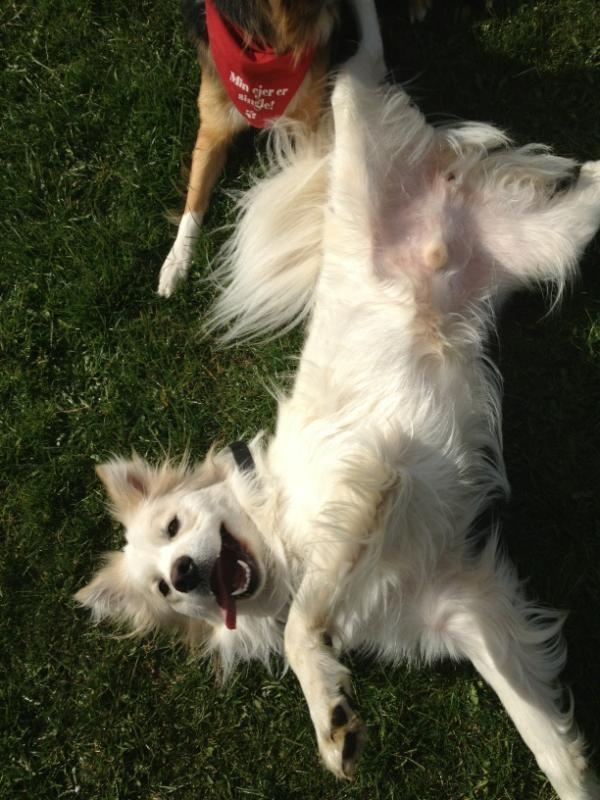 Blanding af racer Bjørn - "Helt ned" billede 20