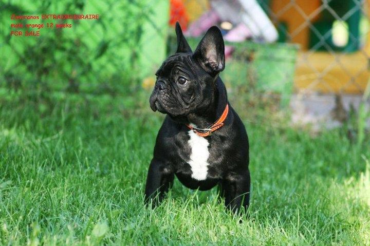 Fransk bulldog Extraordinaire Zomiranos billede 3