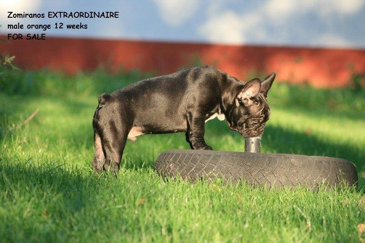 Fransk bulldog Extraordinaire Zomiranos billede 4
