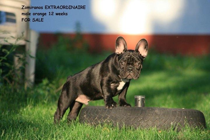 Fransk bulldog Extraordinaire Zomiranos billede 5