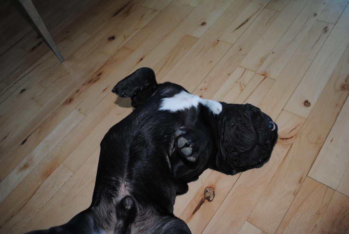 Fransk bulldog Extraordinaire Zomiranos billede 6