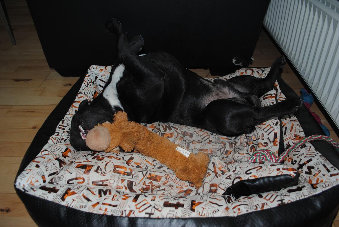 Fransk bulldog Extraordinaire Zomiranos billede 7