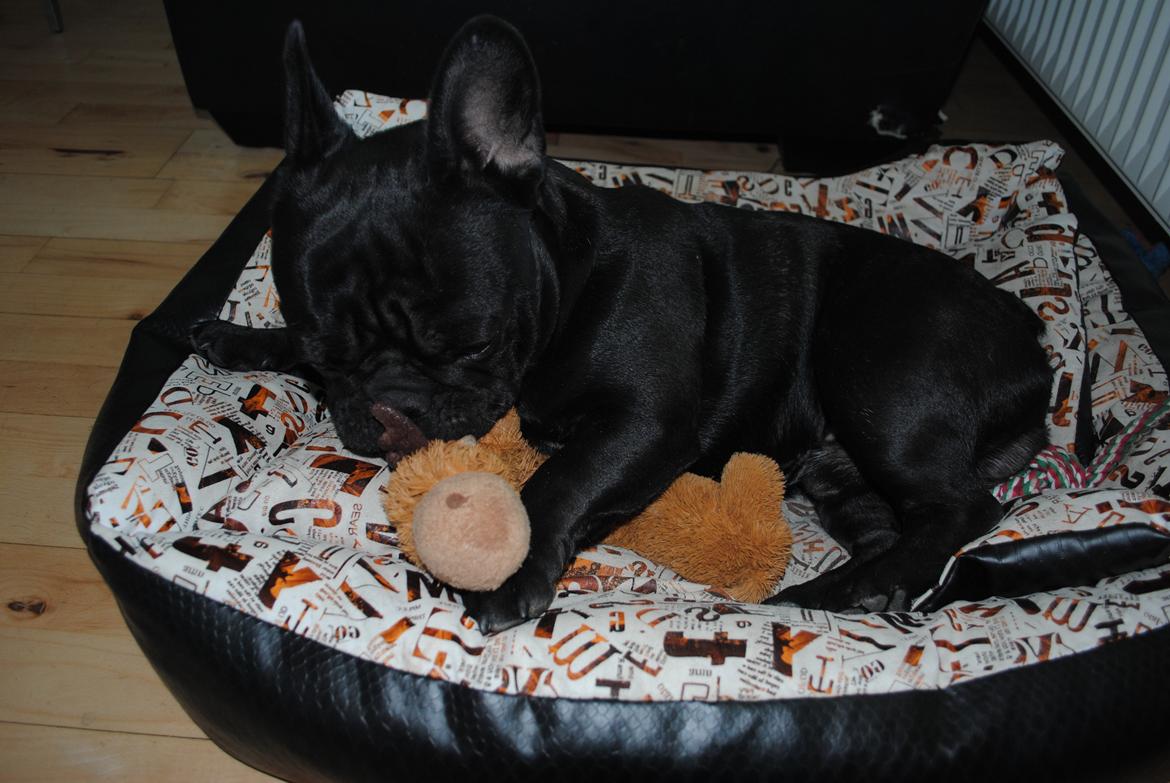 Fransk bulldog Extraordinaire Zomiranos billede 8