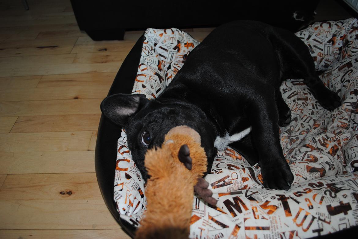 Fransk bulldog Extraordinaire Zomiranos billede 9