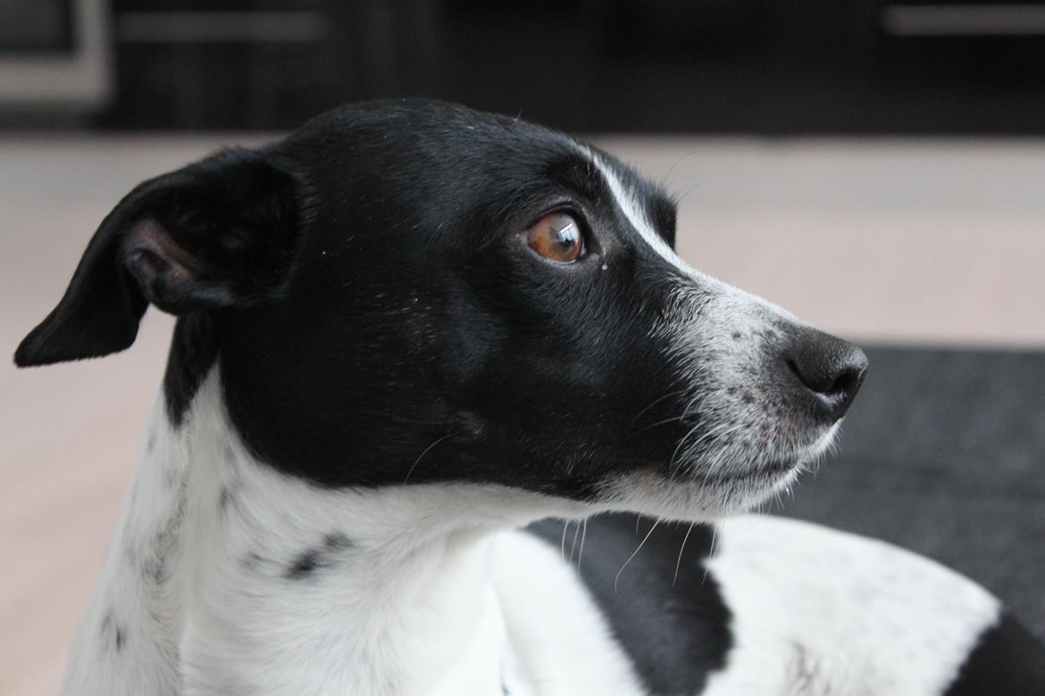 Dansk svensk gaardhund valdemar jørgnsen  billede 1