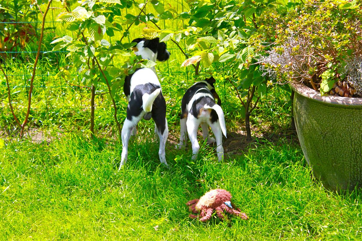 Dansk svensk gaardhund valdemar jørgnsen  billede 2