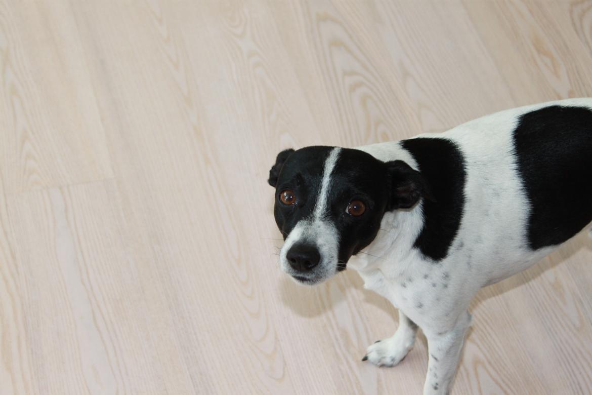 Dansk svensk gaardhund valdemar jørgnsen  billede 3