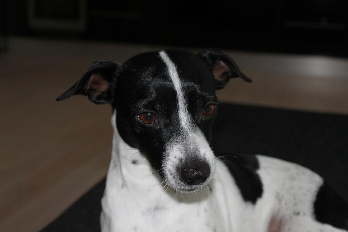 Dansk svensk gaardhund valdemar jørgnsen  billede 4