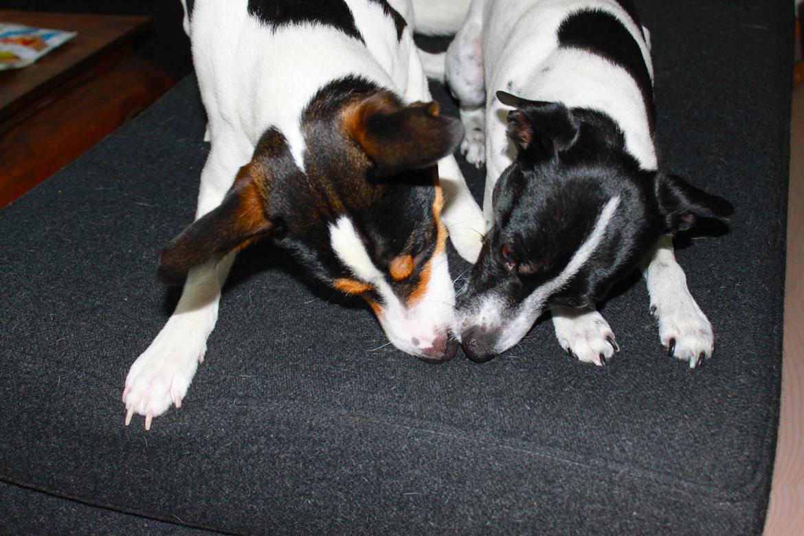 Dansk svensk gaardhund valdemar jørgnsen  billede 5