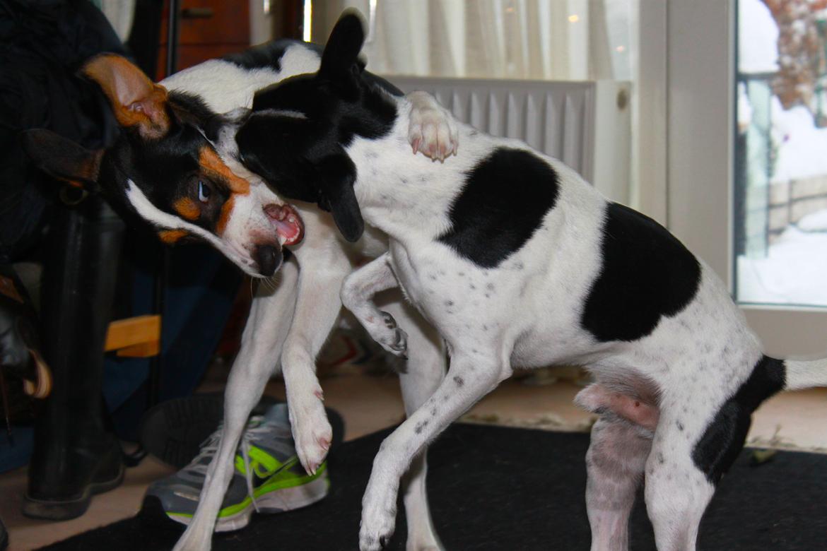Dansk svensk gaardhund valdemar jørgnsen  billede 6