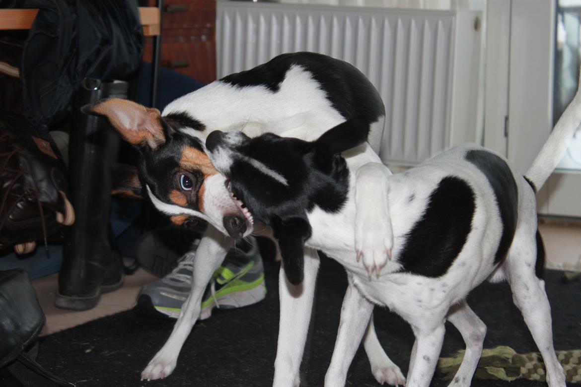 Dansk svensk gaardhund valdemar jørgnsen  billede 7