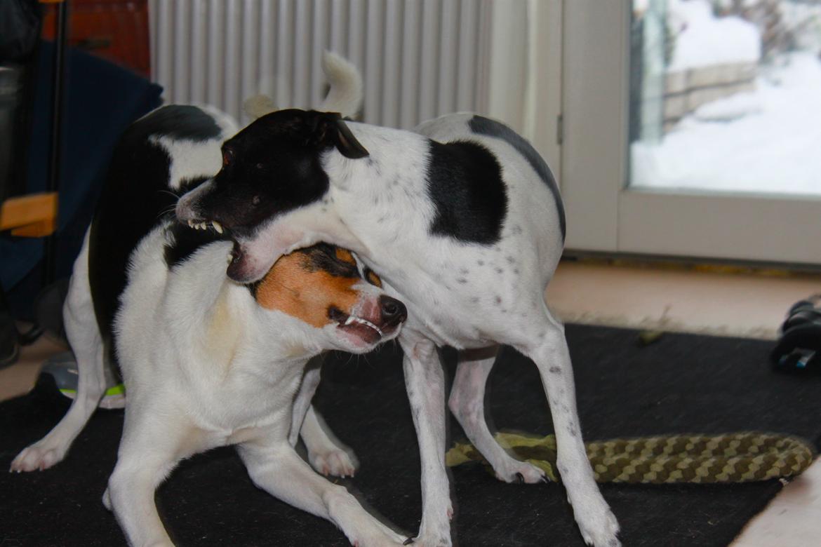 Dansk svensk gaardhund valdemar jørgnsen  billede 8