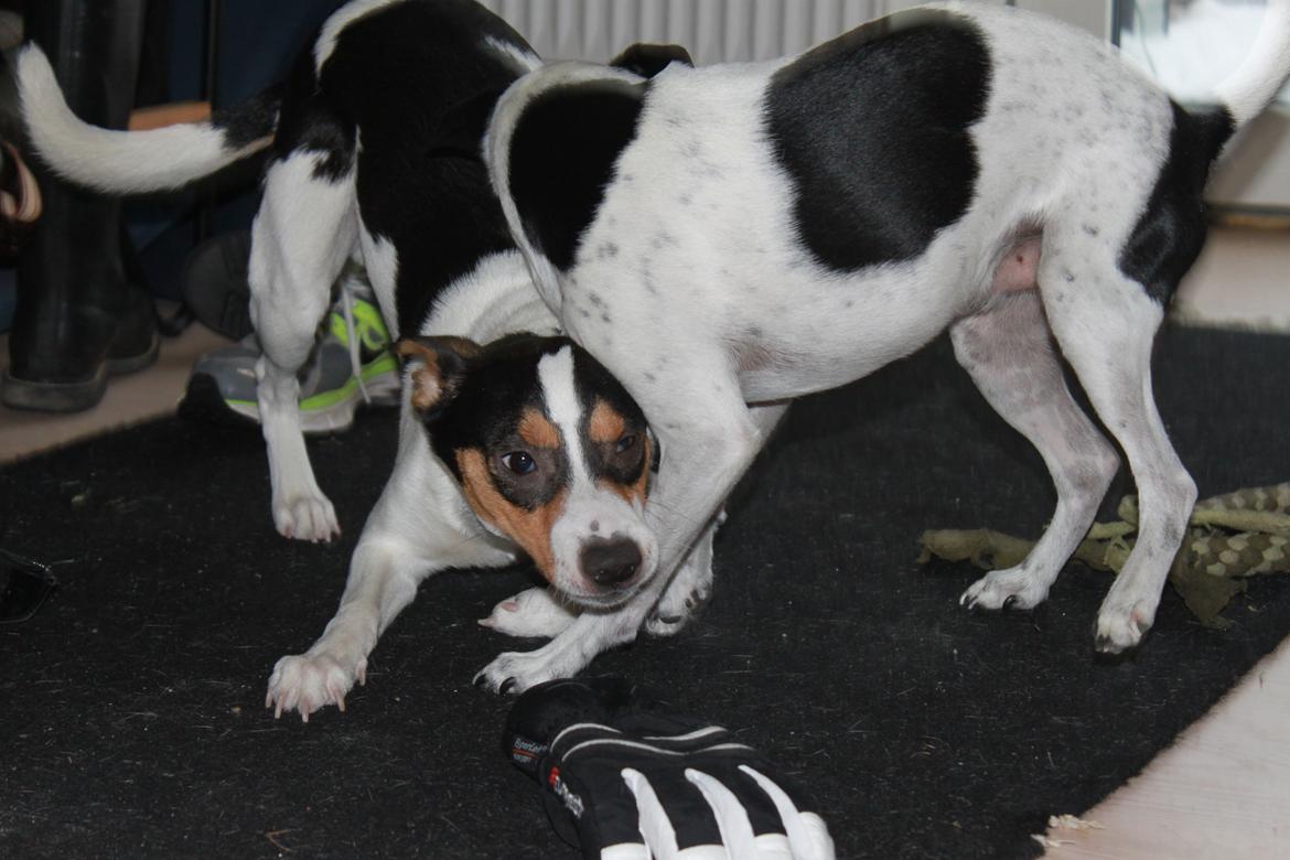 Dansk svensk gaardhund valdemar jørgnsen  billede 9