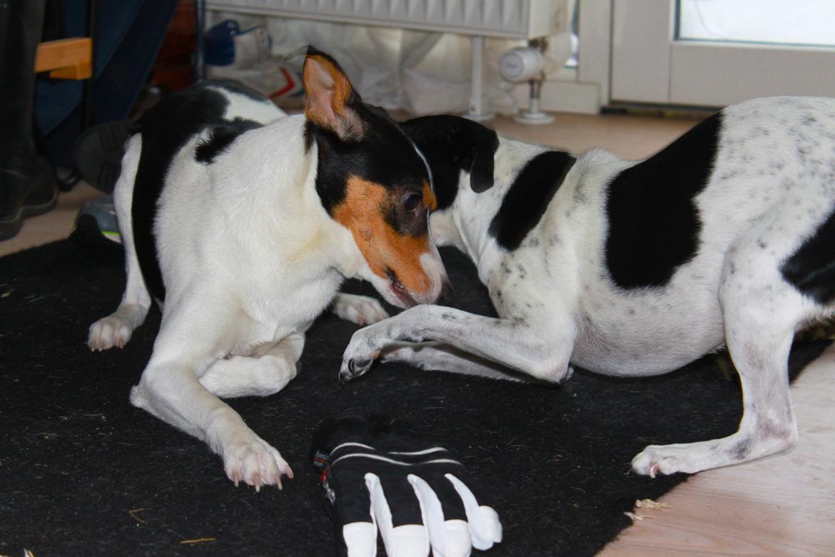 Dansk svensk gaardhund valdemar jørgnsen  billede 10