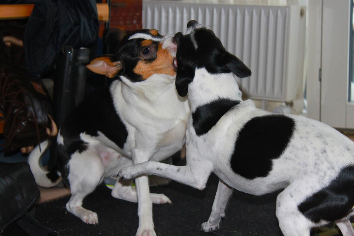 Dansk svensk gaardhund valdemar jørgnsen  billede 11