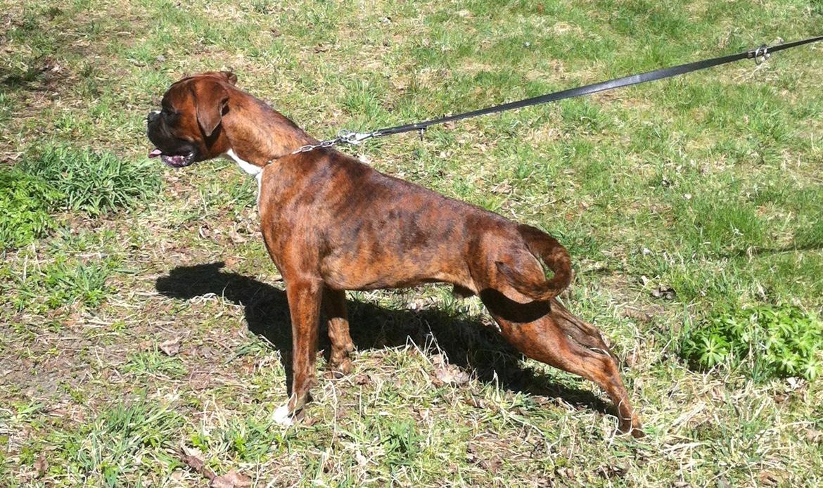 Boxer Hearts of Hope's High Roller (Levi) billede 16