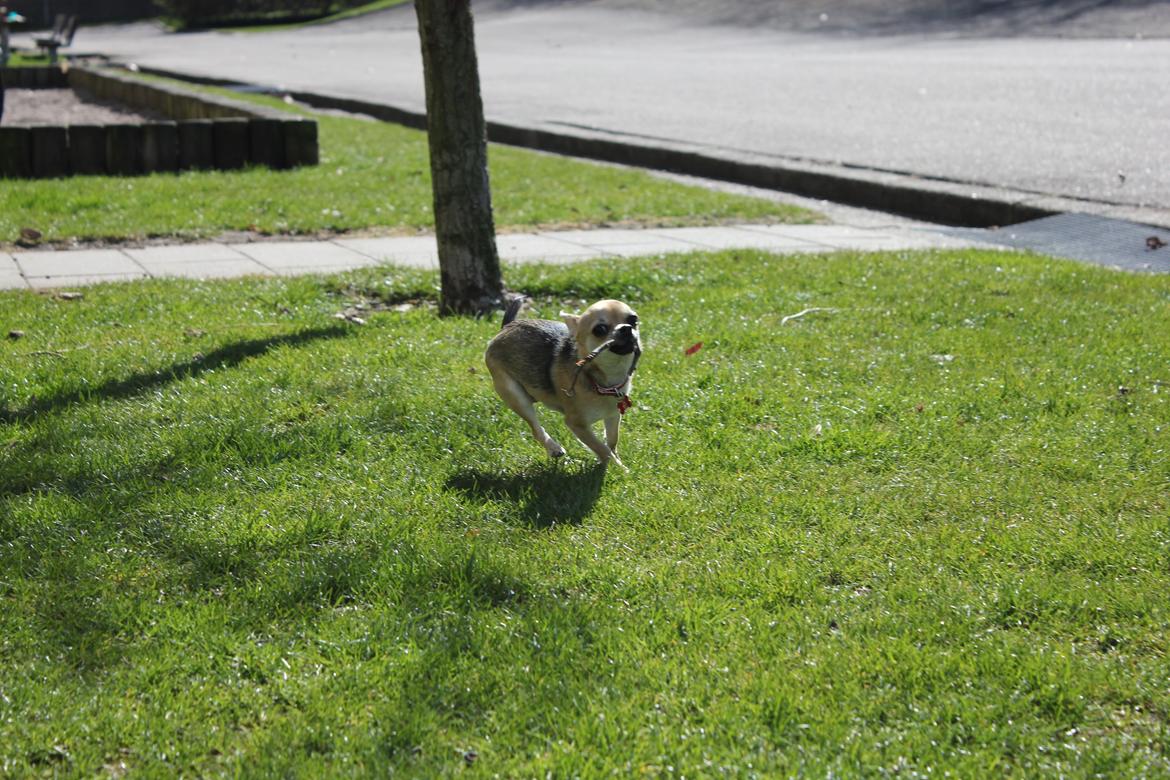 Chihuahua Frk Kvistes Brianna *Bindi* - Se mig, jeg har pinden! :-D
Billede taget den 5/4-2012. billede 38