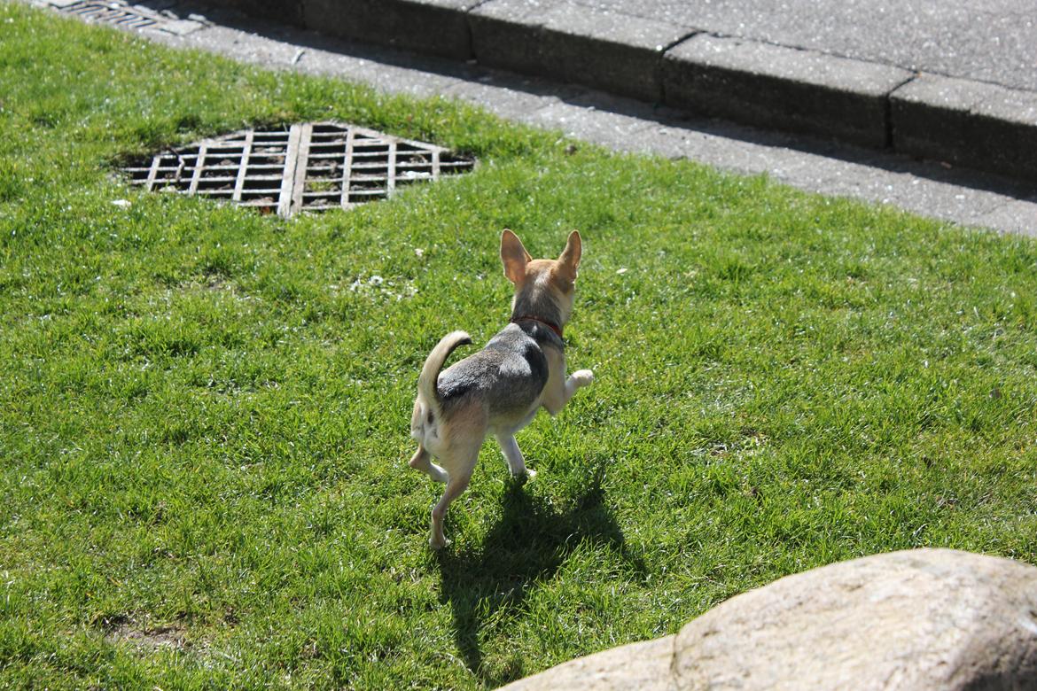 Chihuahua Frk Kvistes Brianna *Bindi* - Lidt specielt billede, men syntes det er ret godt :-)
Billede taget den 5/4-2012. billede 39