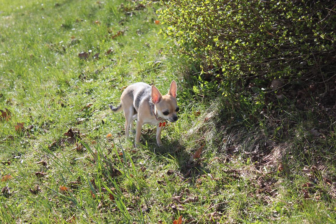 Chihuahua Frk Kvistes Brianna *Bindi* - Hva' var det? 
Billede taget den 5/4-2012. billede 40