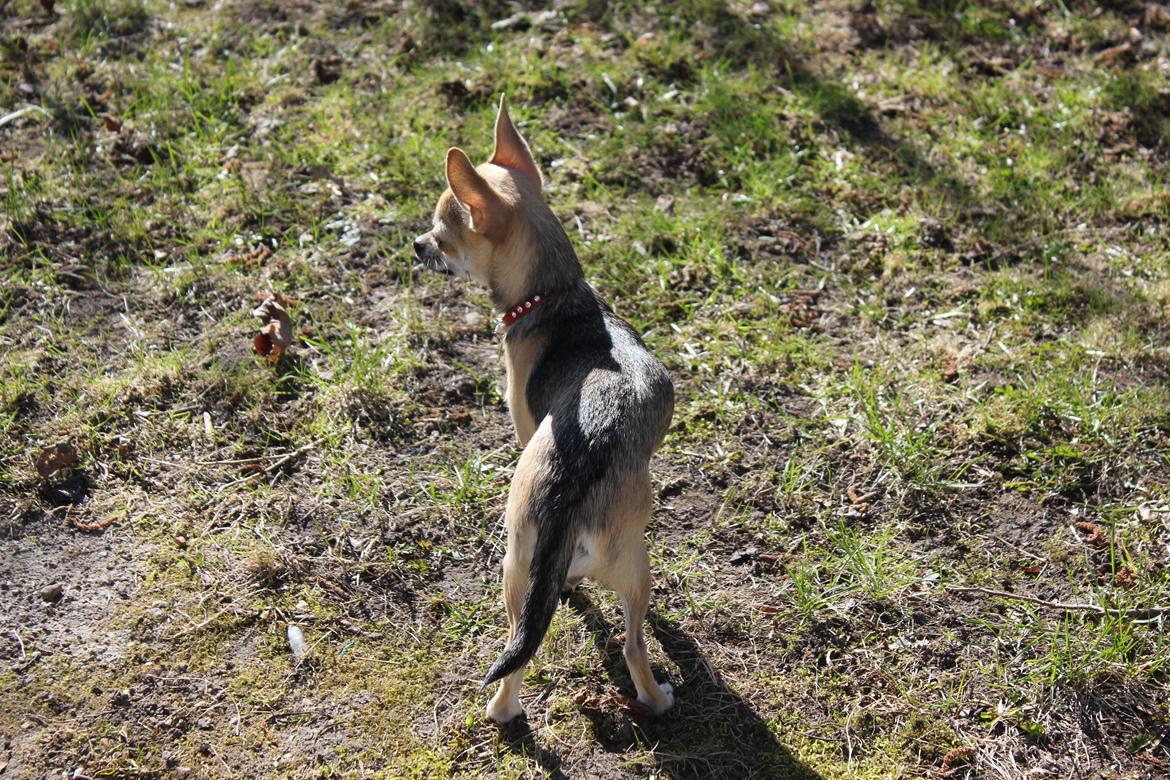 Chihuahua Frk Kvistes Brianna *Bindi* - <3
Hun er snart helt sort :-p
Billede taget den 5/4-2012. billede 41