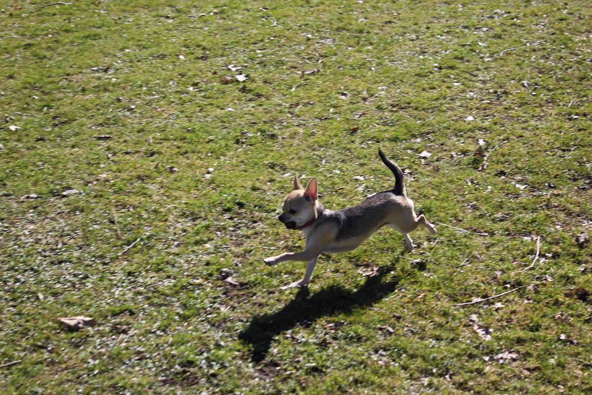 Chihuahua Frk Kvistes Brianna *Bindi* - Se hvor hurtig jeg er! 
Billede taget den 5/4-2012. billede 42