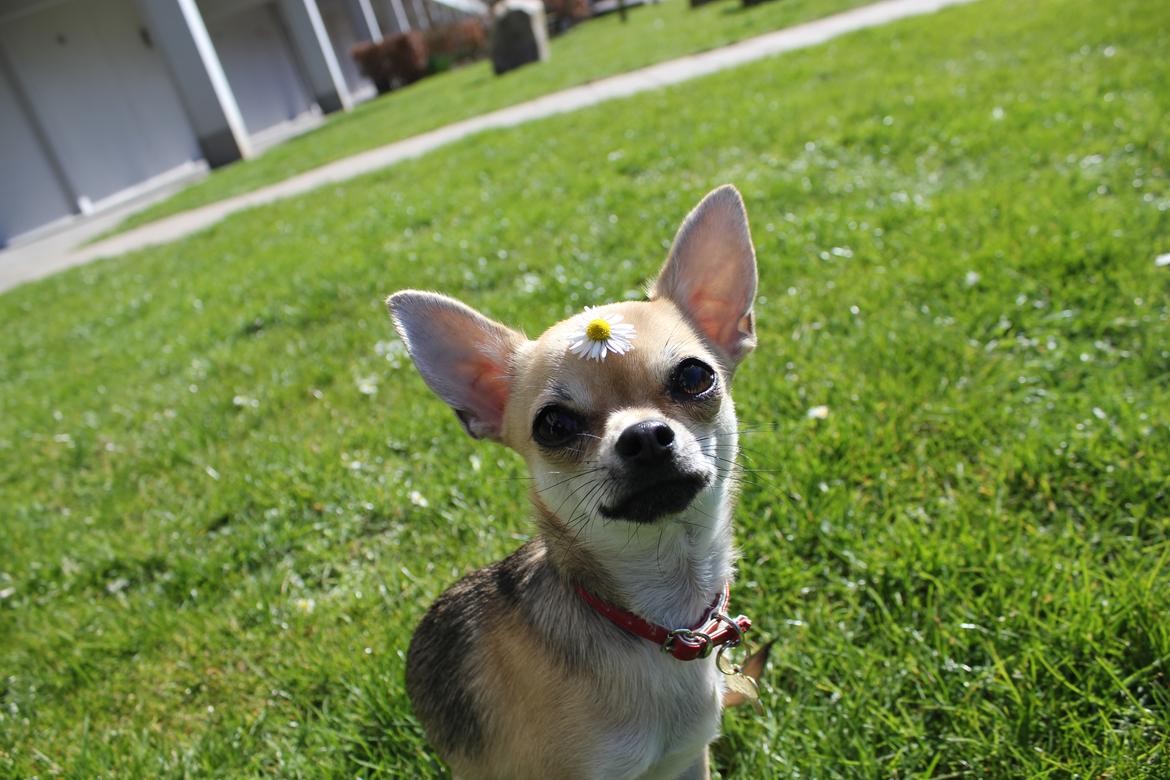 Chihuahua Frk Kvistes Brianna *Bindi* - Hva' det jeg har i hovedet? ..
Billede taget den 5/4-2012. billede 43